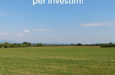 Shitet Toke ne Picalle